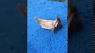 العثور على مخلوق غريب في البرازيل يثير حيرة الإنترنت