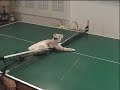 Birch's First Christmas at the Parrs and discovering ping pong.