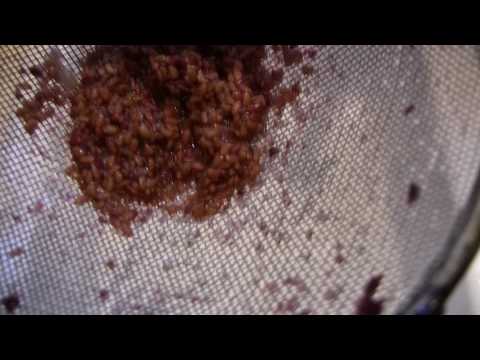 how to harvest blueberry seeds