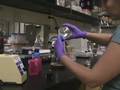 Lab procedure