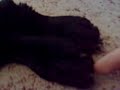 My Ticklish Dog
