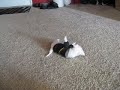 puppie videos21 013 puppie videos21 013