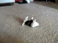 puppie videos21 013