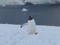 Gentoo Penguin Walking