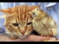 O mundo animal
