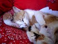 Cat mother and her kittens 2