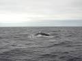 videos de zodiac whale watching cabo expeditions, baja, Mexico 8