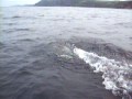 Newfoundland Porpoises following moving boat UNBELIEVABLE