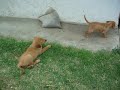 the doggies the doggies