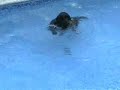 Black Lab Labrador Retriever Dog  Dives 8.5 feet Under Water