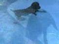 Black Lab Labrador Retriever Dog  Dives 8.5 feet Under Water