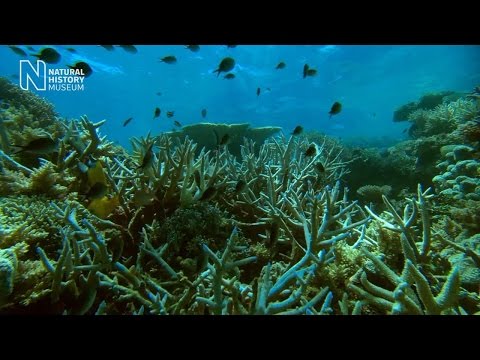 Staghorn survivors: the world’s most successful coral?