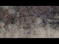 Leopard stalking stembok