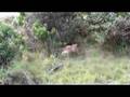 lions and dead buffalo 