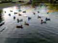 videos de Entensee