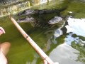 Alligator Clicker Training.AVI