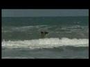 beach patrol warns of dangers