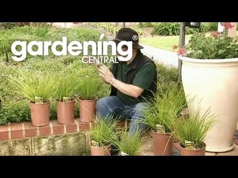 how to transplant xanthorrhoea