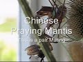 Mating Chinese Praying Mantis Video