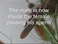 Mating Chinese Praying Mantis Video