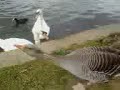 Goslings Goslings
