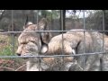 Lynx Love ♥