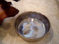 Poli VS Ice cubes
