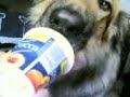 doc loves yogurt