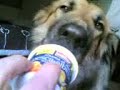 DOC LOVES YOGURT