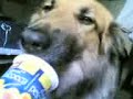 doc loves yogurt