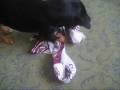 videos de Muie CFR