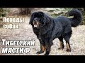 Видео - Породы собак. Тибетский мастиф