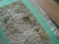 Bearded Dragon Being Born