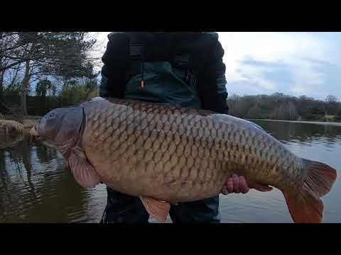 XL Carp Video