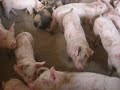Crianza de Cerdos Agropecuaria Copacabana