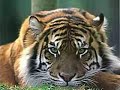 Rainclan- a tiger\