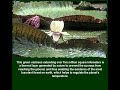 Amazon Rainforest Forever (english version)