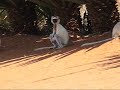 Sifakas Dancing