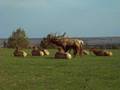 Elk Bugle