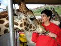 videos de Giraffe 2