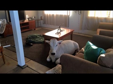 Cow Sneaks Into Owner's House and Gets Comfortable Waiting In Living Room