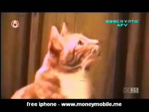 Cats and Dogs - How to Make $10.000 Per Month, From Home - http://tinyurl.com/cq7xy8j Funny and cute collection of animal videos. Cute kittens, cats and dogs doing crazy and...