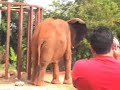 Ostriches, Giraffes, and Elephants in Love Ostriches, Giraffes, and Elephants in Love