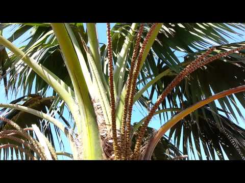 how to transplant kentia palms