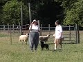Dugan Meets the Woolies and One Llama Dugan Meets the Woolies and One Llama