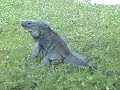 The Day of the Iguana The Day of the Iguana