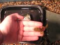 frog update