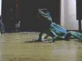 Chinese Water Dragon Eating