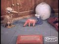 Mice