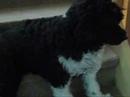 MonChien